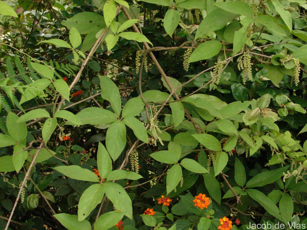 Dioscorea pentaphylla L.